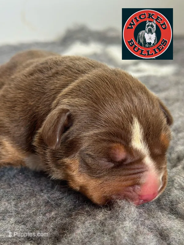 Chocolate tri female bully  – American Bully puppy for sale in Denver, CO