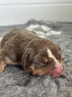 Chocolate tri female bully , a female American Bully for sale in Denver, CO – Photo 2 of 7