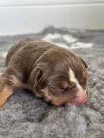 Chocolate tri female bully , a female American Bully for sale in Denver, CO – Photo 4 of 7