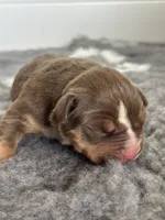 Chocolate tri female bully , a female American Bully for sale in Denver, CO – Photo 5 of 7