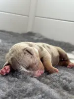 MERLE male lilac tri bully, a male American Bully for sale in Denver, CO – Photo 4 of 5