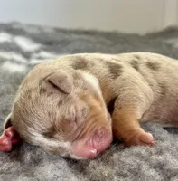 MERLE male lilac tri bully, a male American Bully for sale in Denver, CO – Photo 1 of 5