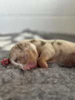 MERLE male lilac tri bully, a male American Bully for sale in Denver, CO – Photo 3 of 5