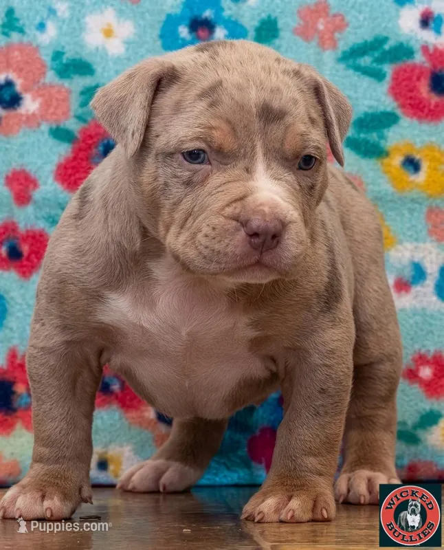 MERLE male lilac tri American bully – American Bully puppy for sale in Denver, CO