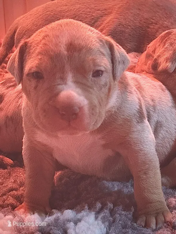 MERLE male lilac tri American bully – American Bully puppy for sale in Denver, CO