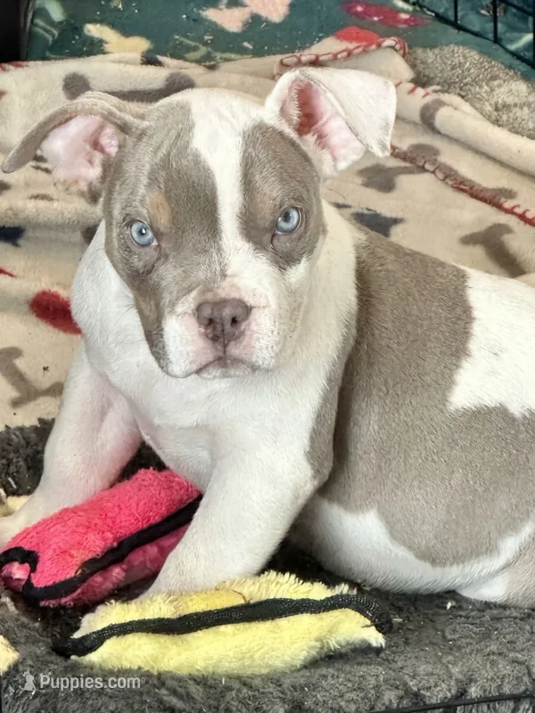 American bully male lilac tri  – American Bully puppy for sale in Denver, CO