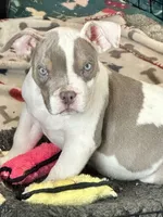 American bully male lilac tri , a male American Bully for sale in Denver, CO – 1 of 1