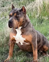 MALE lilac tri puppy XL American bully , a male American Bully for sale in Denver, CO – 4 of 5