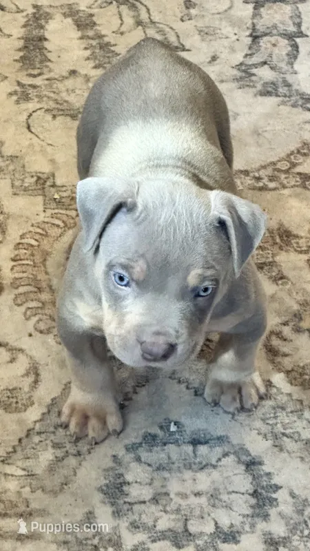 MALE lilac tri puppy XL American bully  – American Bully puppy for sale in Denver, CO