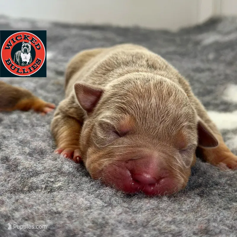 Lilac tri male American bully – American Bully puppy for sale in Denver, CO