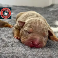 Lilac tri male American bully, a male American Bully for sale in Denver, CO – Photo 1 of 8