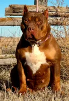 Lilac tri male , a male American Bully for sale in Denver, CO – Photo 7 of 7