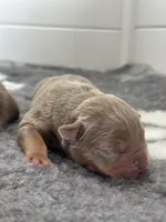 Lilac tri male , a male American Bully for sale in Denver, CO – Photo 5 of 7