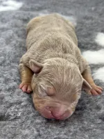 Lilac tri male , a male American Bully for sale in Denver, CO – Photo 1 of 7