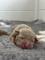 Lilac tri male , a male American Bully for sale in Denver, CO – Photo 2 of 7