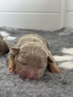 Lilac tri male , a male American Bully for sale in Denver, CO – Photo 4 of 7