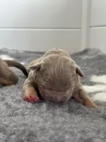 Lilac tri male , a male American Bully for sale in Denver, CO – Photo 3 of 7