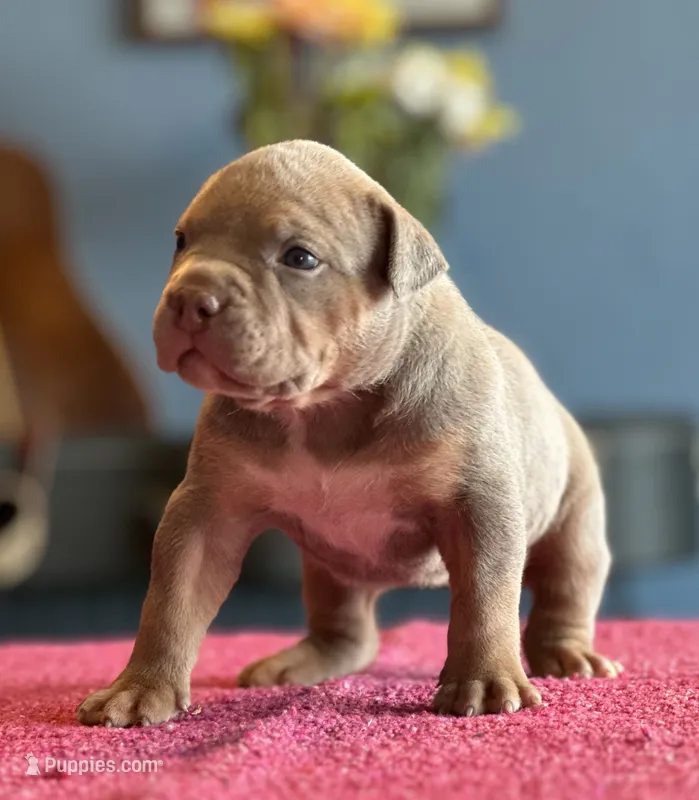 Lilac tri female ~ American bully XL puppy – American Bully puppy for sale in Denver, CO