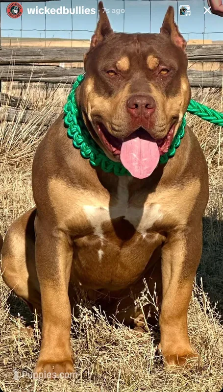 American bully female chocolate tri – American Bully puppy for sale in Denver, CO