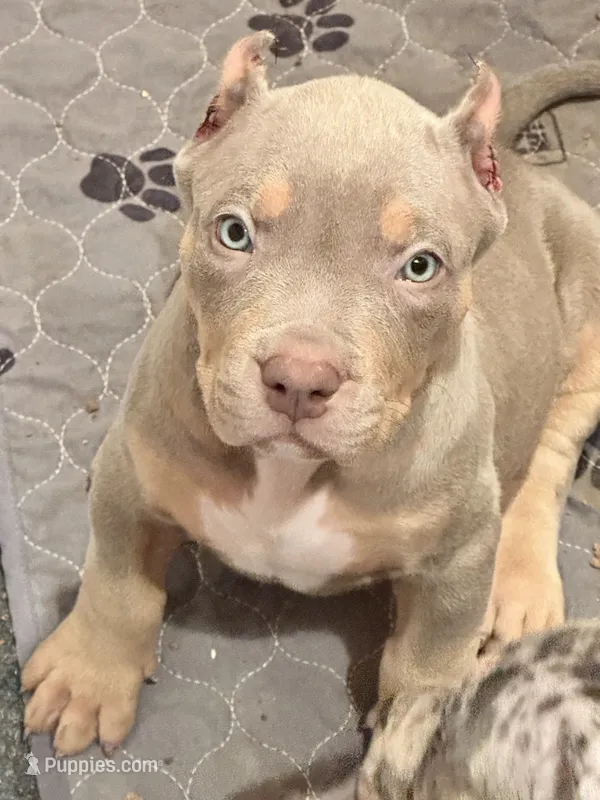 MALE lilac tri puppy XL American bully  – American Bully puppy for sale in Denver, CO