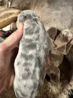 Blue tri merle male XL American bully puppy, a male American Bully for sale in Denver, CO – 3 of 7
