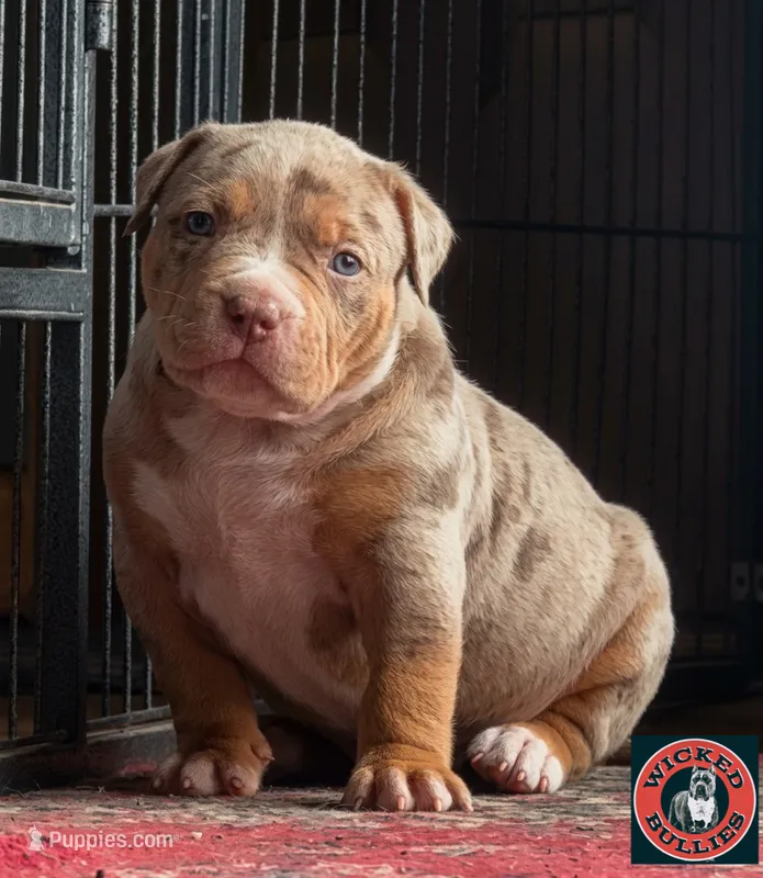MERLE male lilac tri American bully – American Bully puppy for sale in Denver, CO