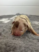 Merle lilac tri female puppy , a female American Bully for sale in Denver, CO – Photo 3 of 6