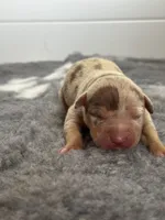 Merle lilac tri female puppy , a female American Bully for sale in Denver, CO – Photo 2 of 6