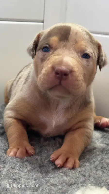 Merle tri female American bully – American Bully puppy for sale in Denver, CO