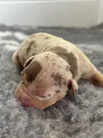 Merle lilac tri female puppy , a female American Bully for sale in Denver, CO – Photo 4 of 6