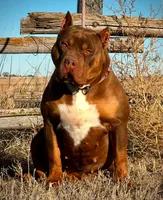 Merle lilac tri female puppy , a female American Bully for sale in Denver, CO – Photo 6 of 6