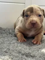 Merle tri female American bully, a female American Bully for sale in Denver, CO – Photo 9 of 9