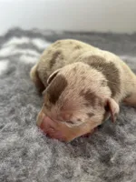 Merle lilac tri female American bully, a female American Bully for sale in Denver, CO – Photo 7 of 7