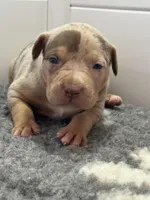 Merle tri female American bully, a female American Bully for sale in Denver, CO – Photo 8 of 9