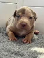 Merle tri female American bully, a female American Bully for sale in Denver, CO – Photo 7 of 9