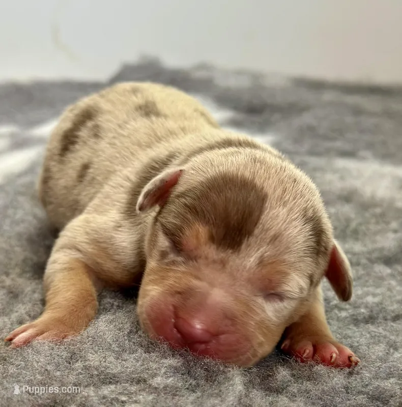 Merle lilac tri female puppy  – American Bully puppy for sale in Denver, CO