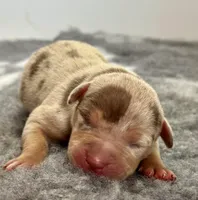 Merle lilac tri female puppy , a female American Bully for sale in Denver, CO – Photo 1 of 6