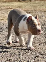 Lilac tri female AMERICAN BULLY XL, a female American Bully for sale in Denver, CO – 6 of 7