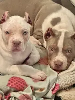 Female XL American bully puppy , a female American Bully for sale in Denver, CO – 7 of 7