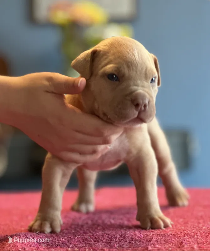 Lilac fawn male XL American bully  – American Bully puppy for sale in Denver, CO
