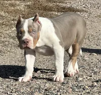Lilac tri female AMERICAN BULLY XL, a female American Bully for sale in Denver, CO – 4 of 7