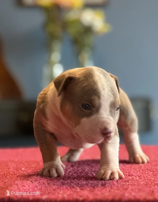Male lilac tri XL American bully puppy  – American Bully puppy for sale in Denver, CO