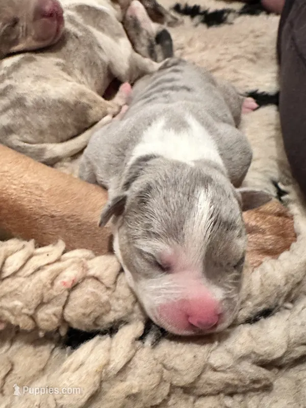 Blue tri merle female XL American Bully puppy – American Bully puppy for sale in Denver, CO