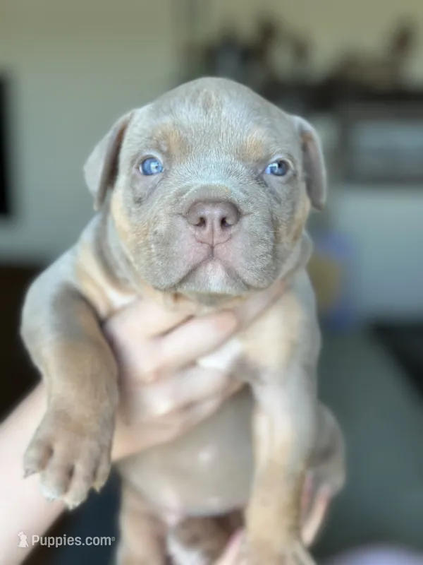 Lilac tri female ~ American bully XL puppy – American Bully puppy for sale in Denver, CO