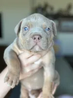 Lilac tri female ~ American bully XL puppy, a female American Bully for sale in Denver, CO – 2 of 10
