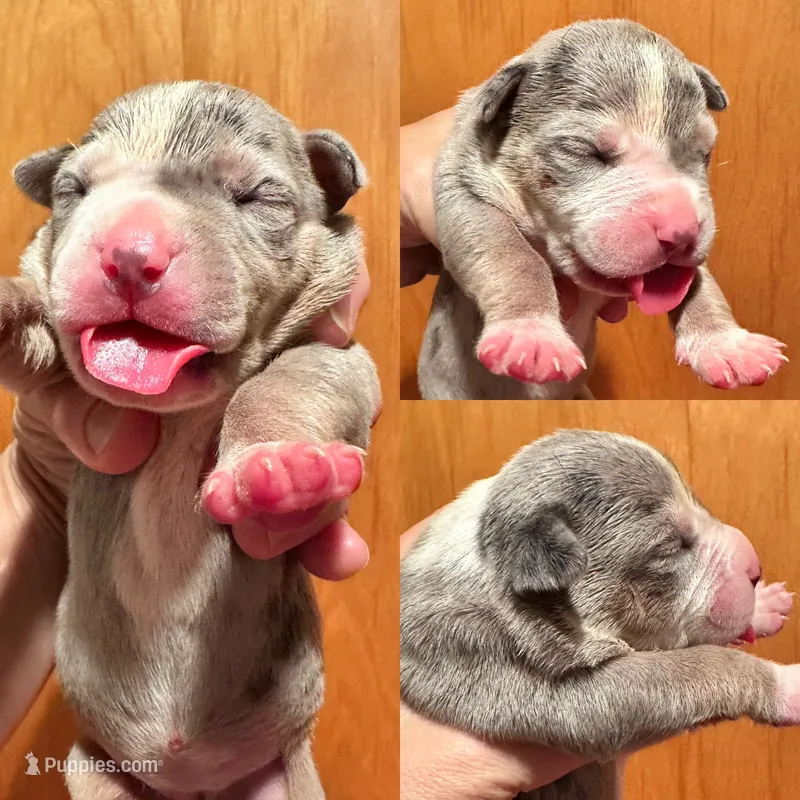 MERLE female blue tri XL American Bully puppy – American Bully puppy for sale in Denver, CO