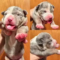 MERLE female blue tri XL American Bully puppy, a female American Bully for sale in Denver, CO – 1 of 8