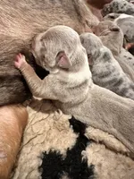 Lilac tri female XL American Bully puppy, a female American Bully for sale in Denver, CO – 4 of 7