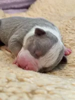 Male lilac tri XL American bully puppy , a male American Bully for sale in Denver, CO – 1 of 6