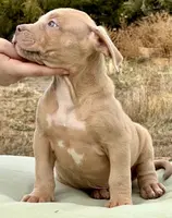 male XL American bully, a male American Bully for sale in Denver, CO – Photo 3 of 9